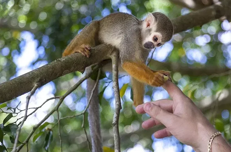 Monos ardilla de la experiencia Monkeyland