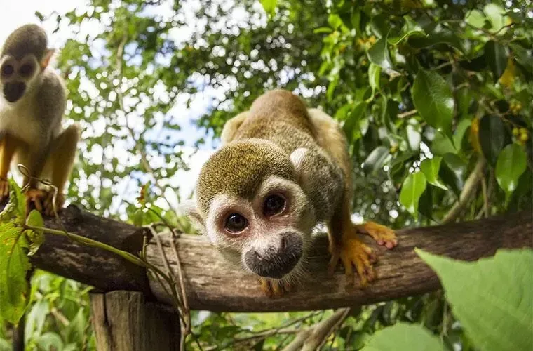 Monkeyland Punta Cana experience