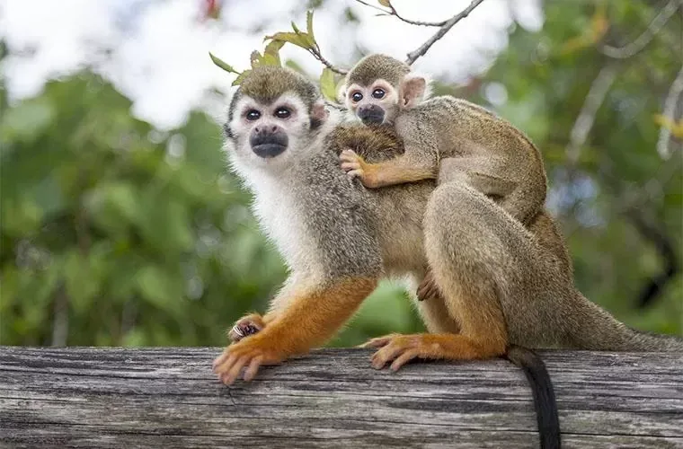 Monos ardilla de la experiencia Monkeyland